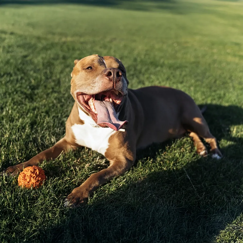 Pit Bull 03.webp